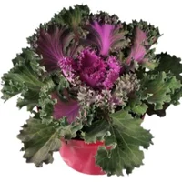 PLANTA KALES