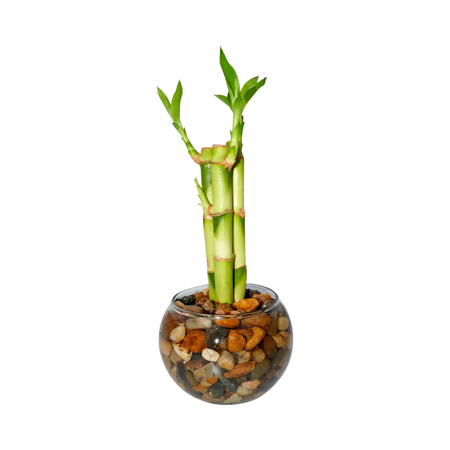Bamb Espiral De 31 Cm - Dracaena Sanderiana De Interior X 3 Unidades  DISTRI ABC | Falabella Colombia