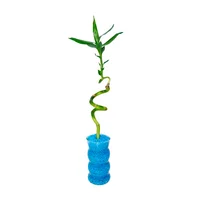 Bambú Espiral De 31 Cm - Dracaena Sanderiana De Interior