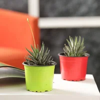 Suculenta - Haworthia De Interior Diámetro 7 Cm