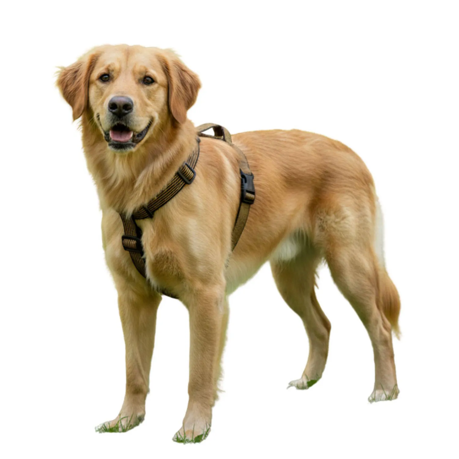 Arnés Para Perro Pectoral Graduable Razas Grandes Petizoos 4