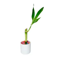 Bambú De La Suerte Lucky Bambú De 13 Cm - Dracaena De Interior Diámetro 6 Cm X 2 Unidades