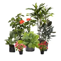 Planta Del Mes Tierranegra Interior/Exterior