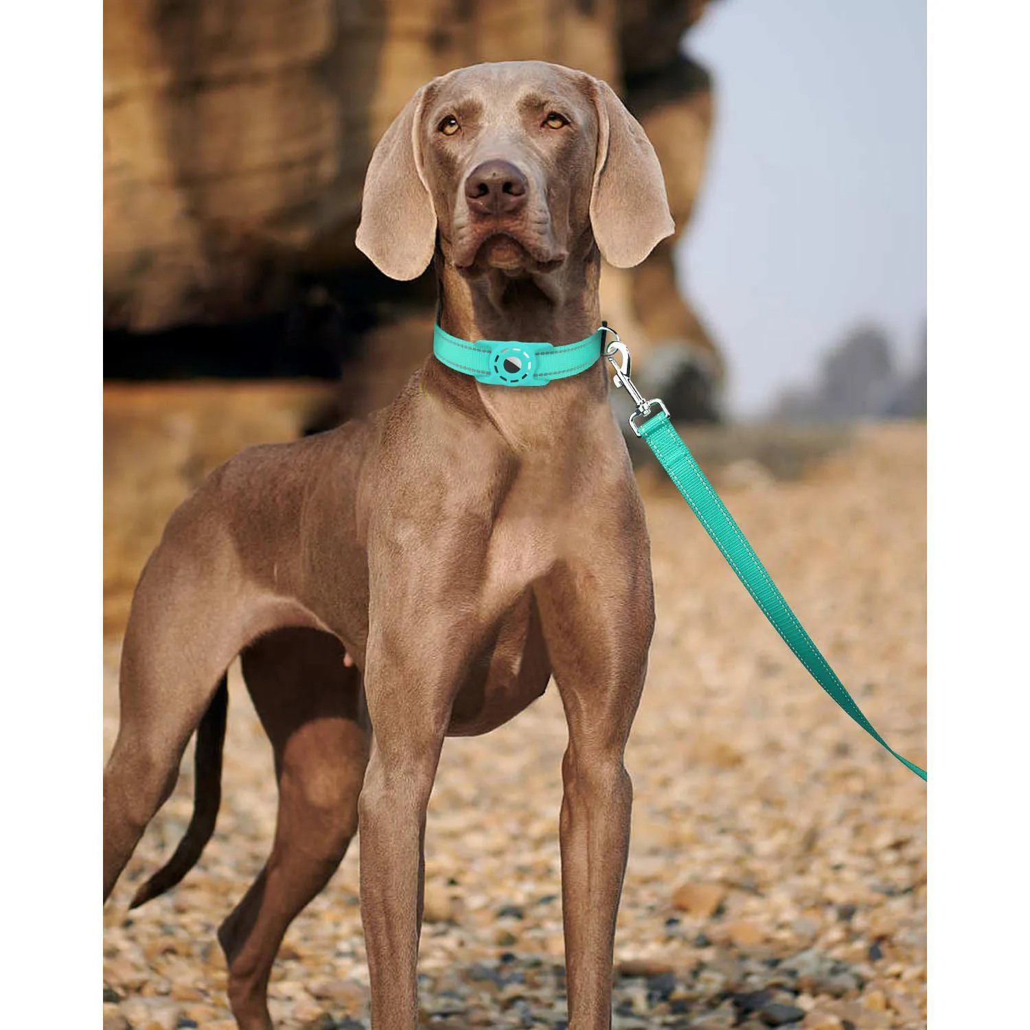 Correa Reflectante de Nylon para Perros Padded 6ft 3/4inch 6