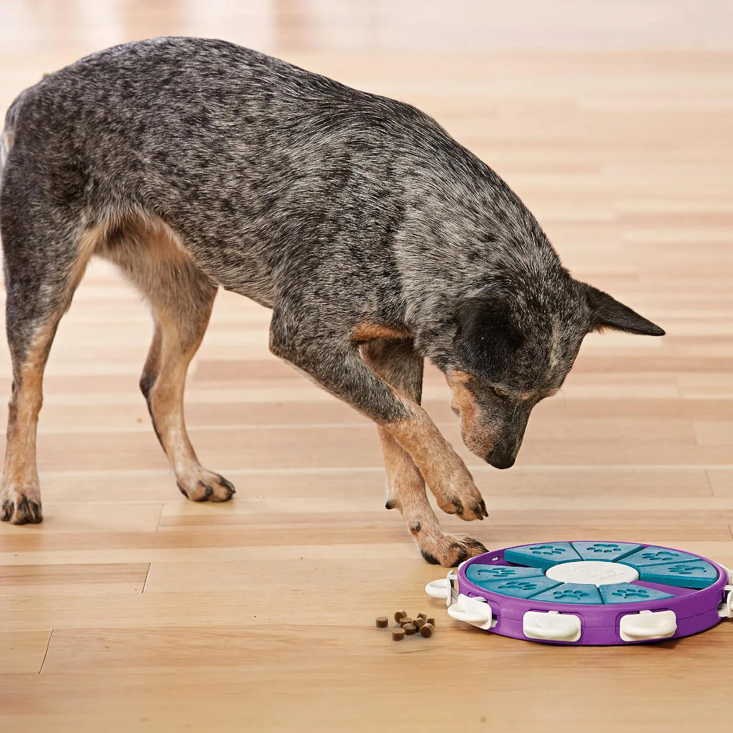 Juego Avanzado para Perros con Compartimentos para Premios y Deslizadores Interactivos 8