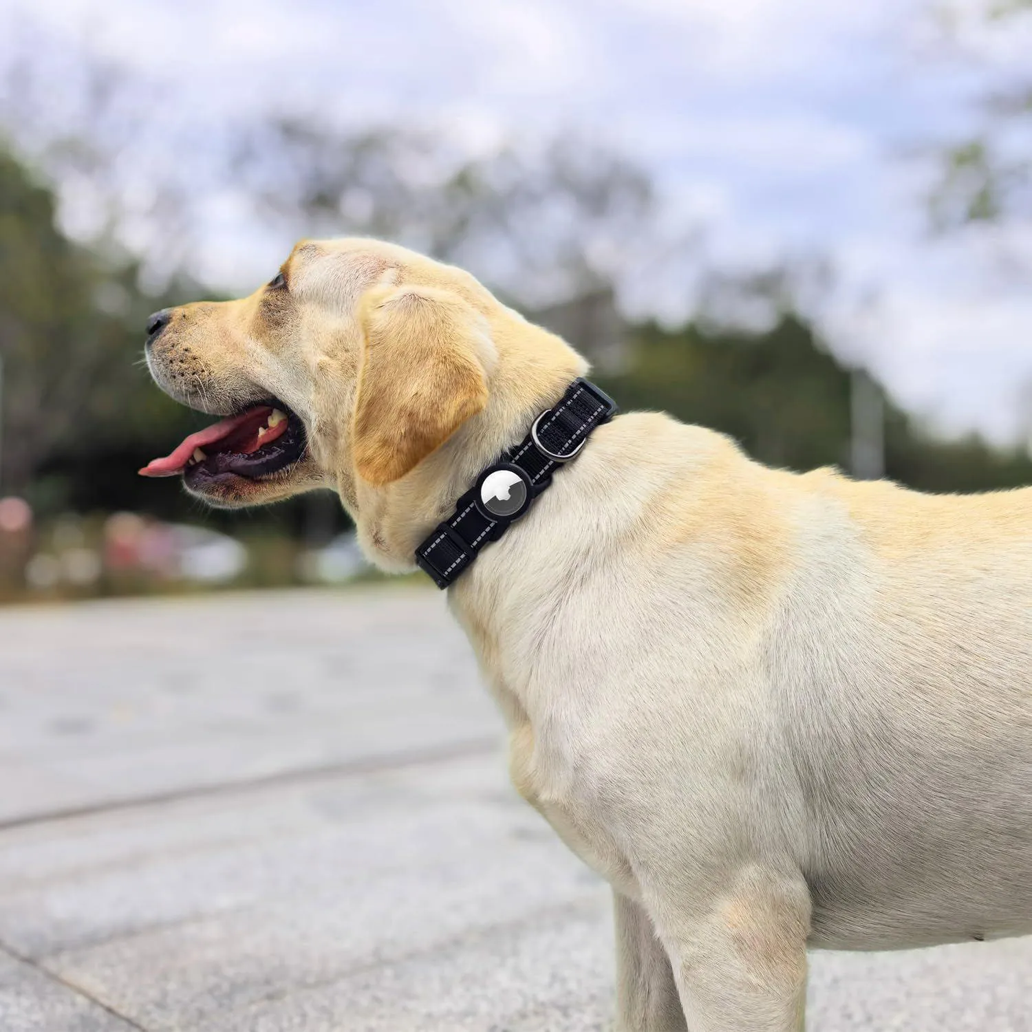 Collar para Perro Reflectante Ajustable con QR y Holder 5