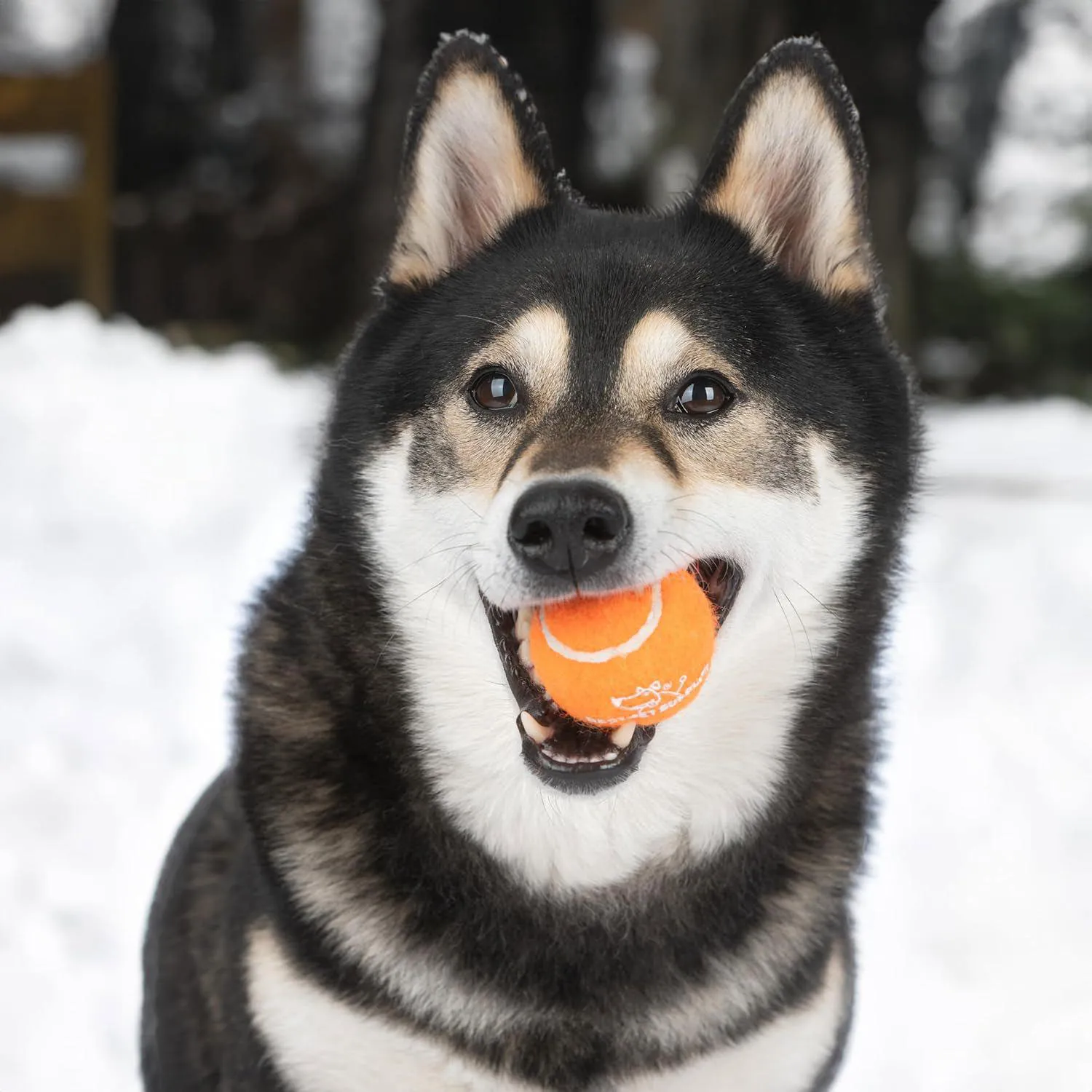 Pelotas Chirriantes Tipo Tenis para Perros Paquete de 4 Resistentes y Divertidas 7