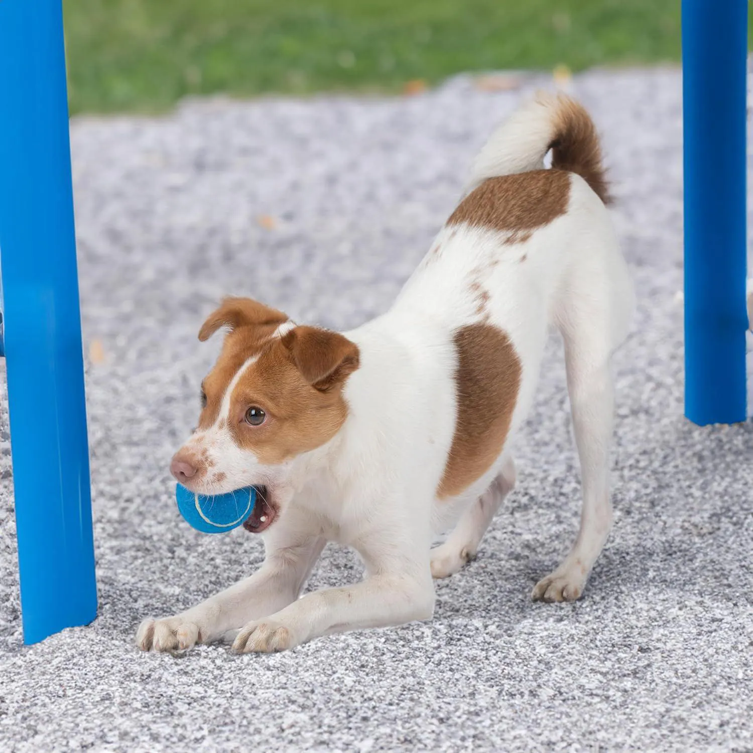 Pelotas Chirriantes Tipo Tenis para Perros Paquete de 4 Resistentes y Divertidas 8