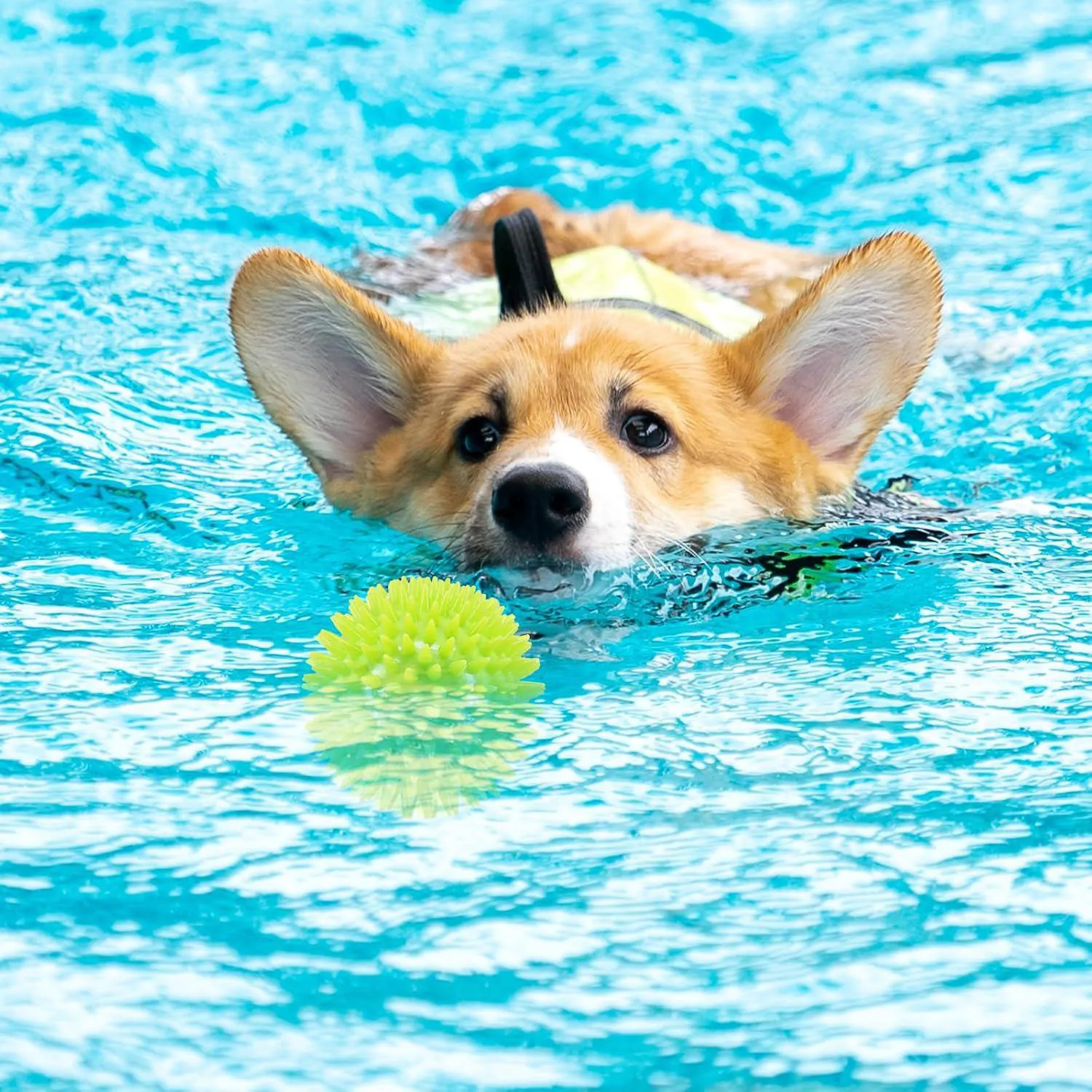 Pelotas Chirriantes Para Perros Pequeños Paquete De Seis Con Diseño Masticable 8