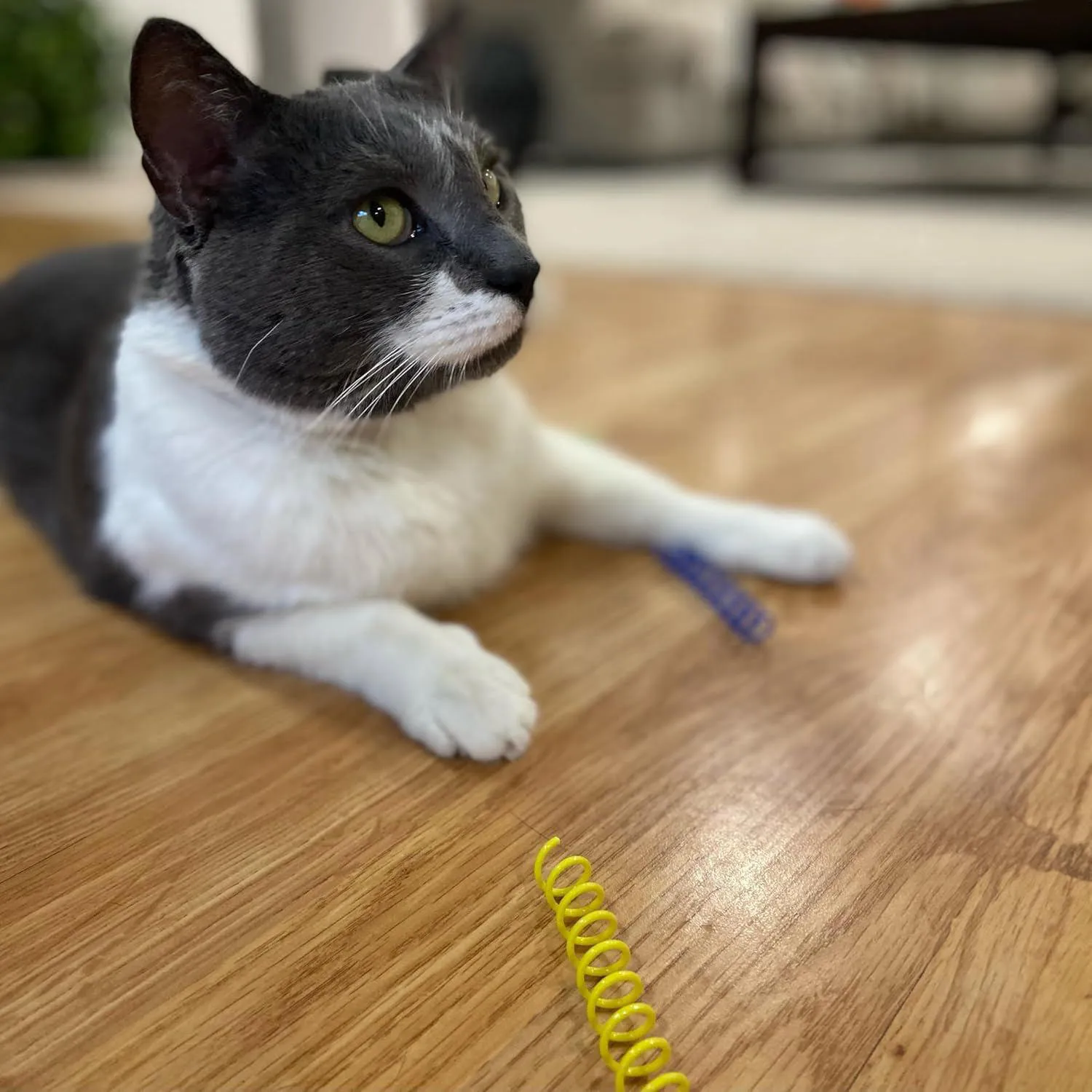 Resortes SPOT Para Gatos Con Juego Activo Y Movimiento Rebotante