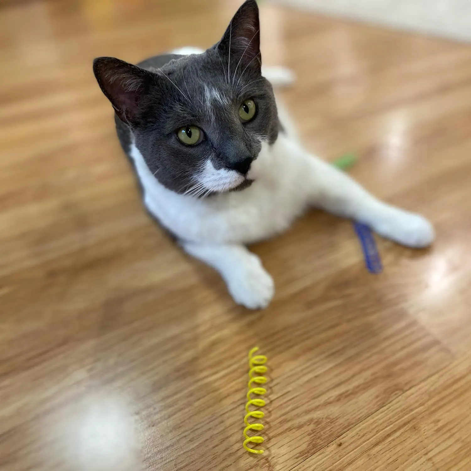 Resortes SPOT Para Gatos Con Juego Activo Y Movimiento Rebotante 10