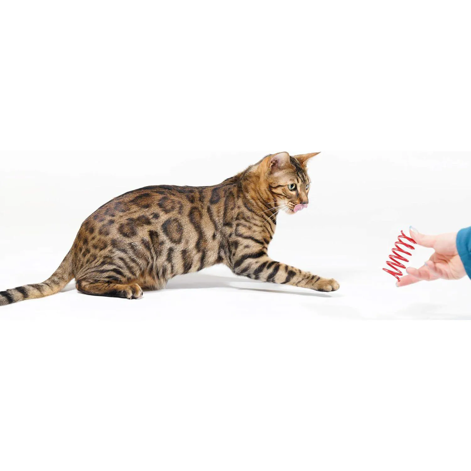 Resortes de Juguete para Gatos con Diseño Colorido y Material Seguro Paquete de 60 Unidades 6