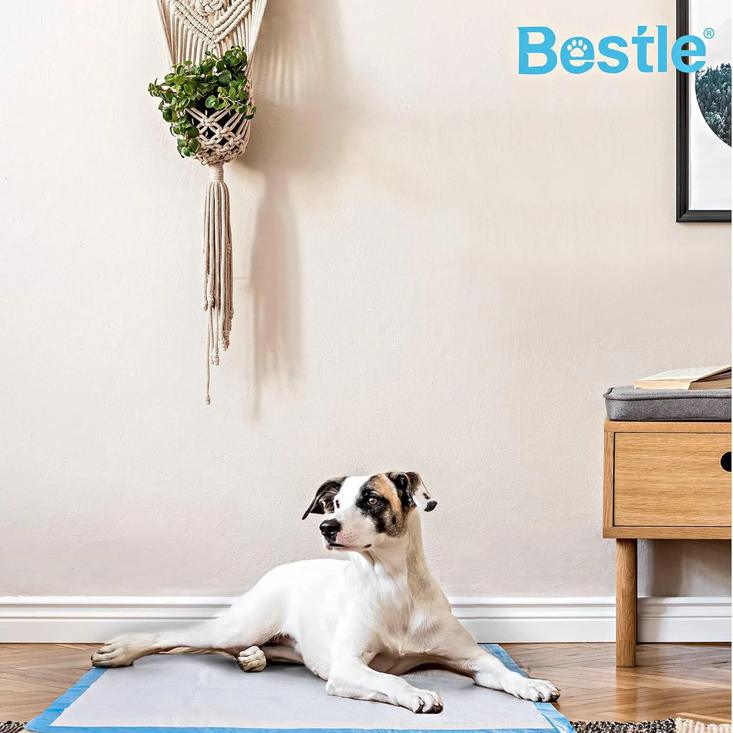 Almohadillas Extragrandes Superabsorbentes Para Mascotas BESTLE 4