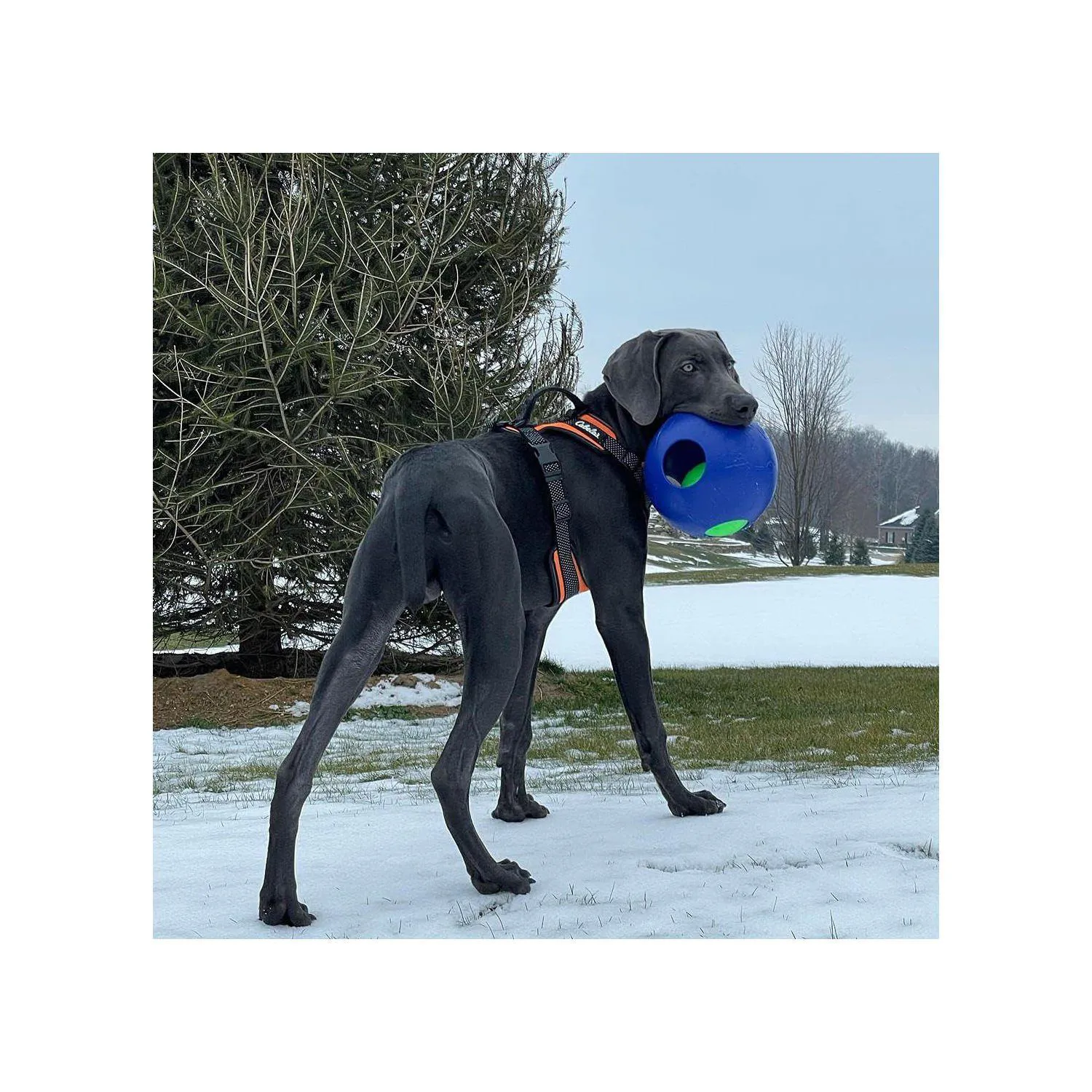 Pelota Jolly Pets Para Perros Con Juego Interno Y Flotación Activa 4