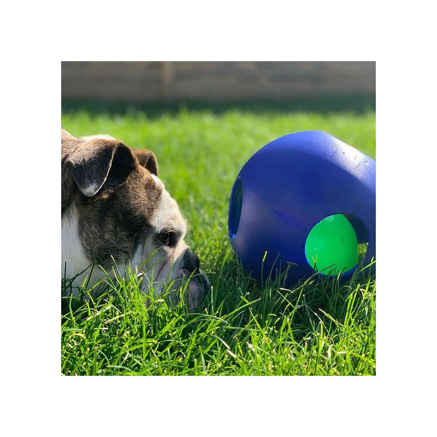 Pelota Jolly Pets Para Perros Con Juego Interno Y Flotación Activa 5