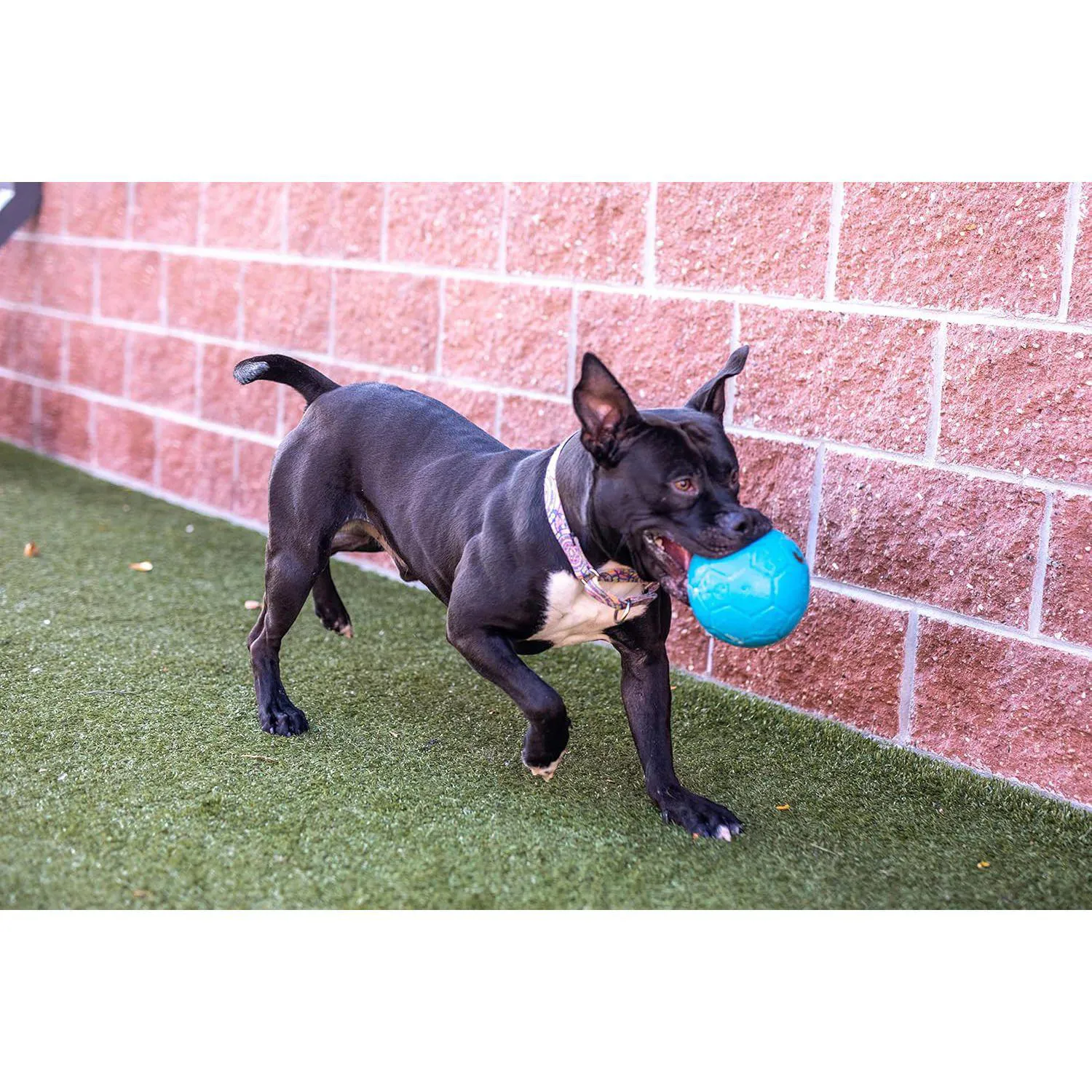Pelota Flotante para Perros con Rebote Activo Color Azul Océano