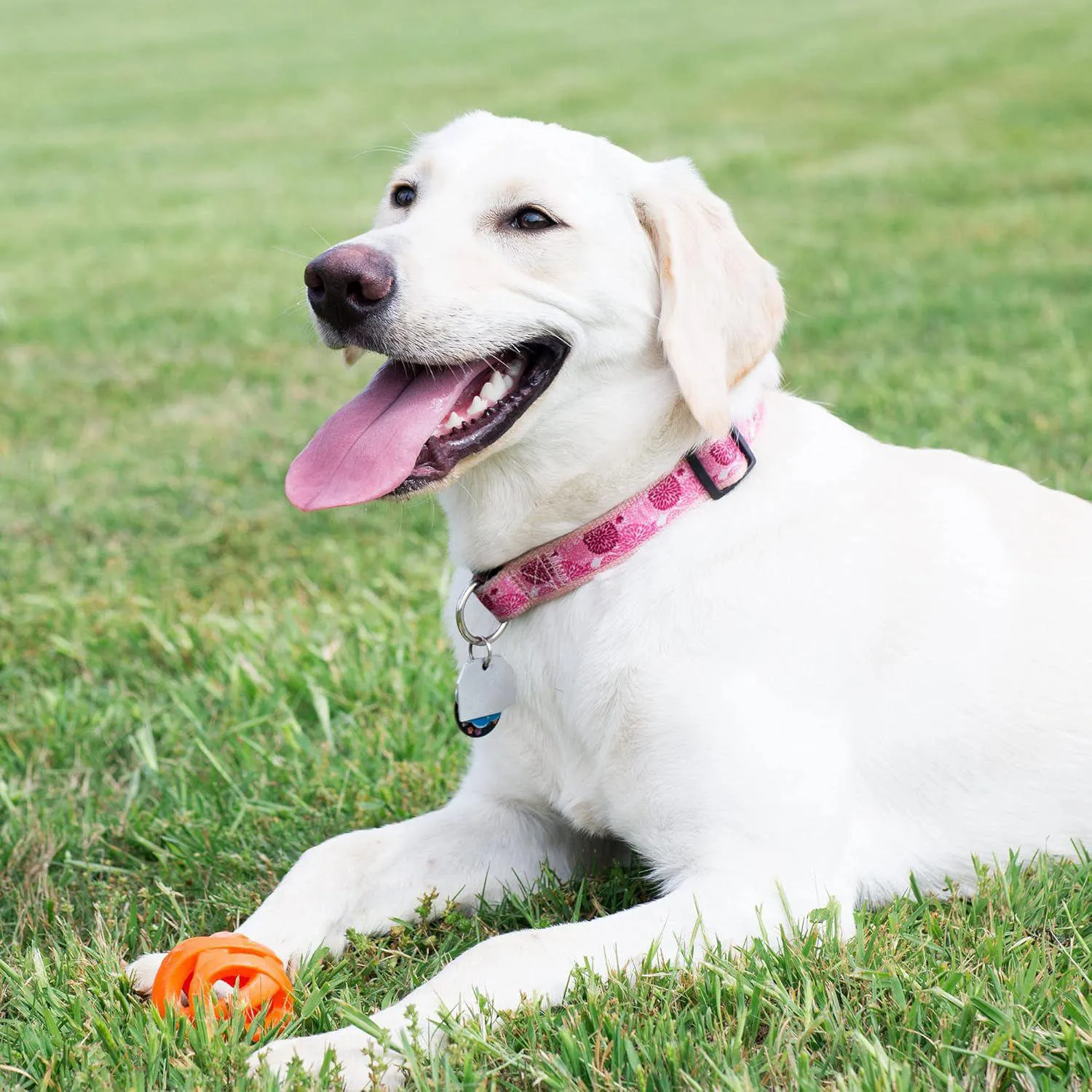 Pelota para Perros con Diseño Perforado y Rebote Activo Color Naranja 4