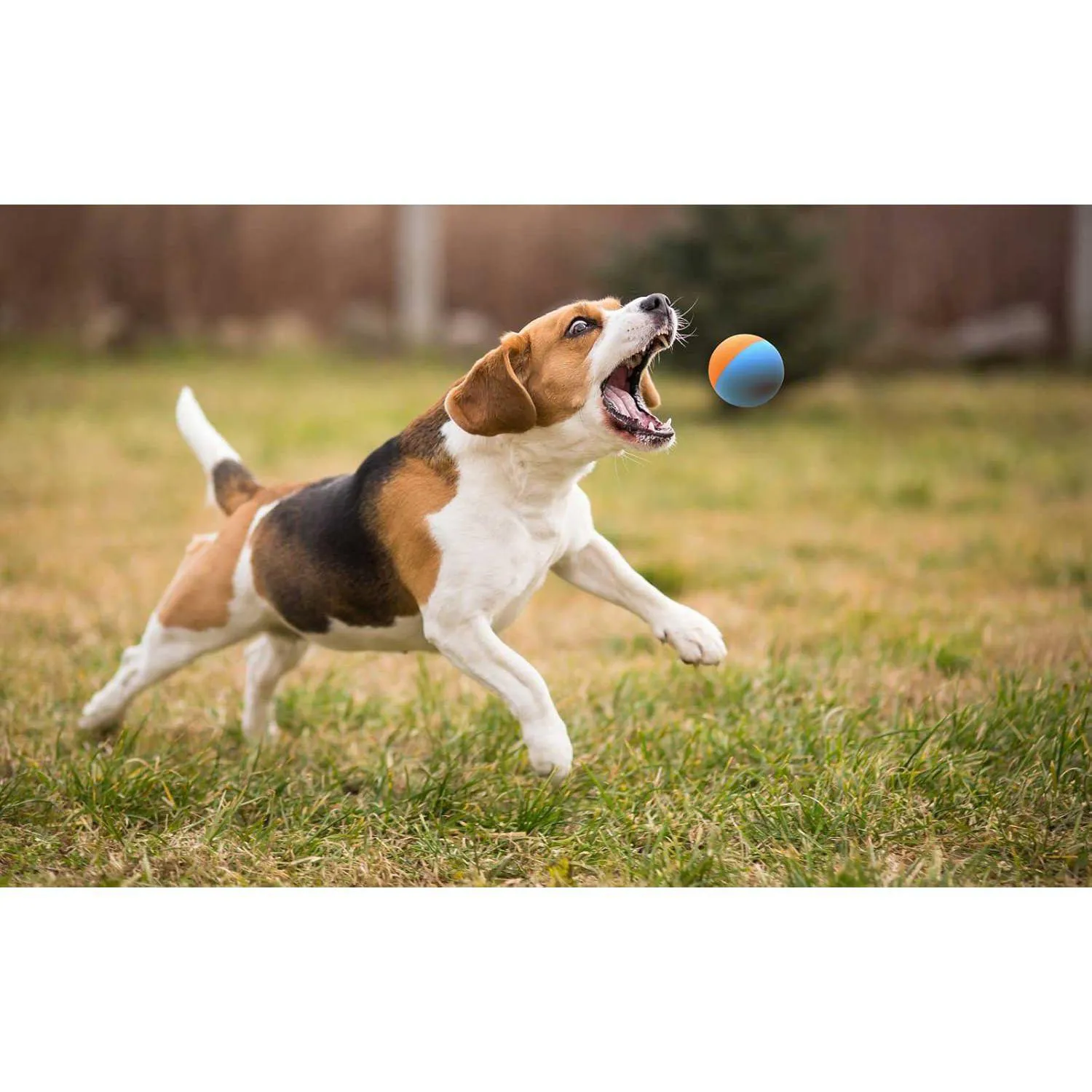 Pelotas de Goma Resistentes para Perros Pequeños y Medianos Color Original 4