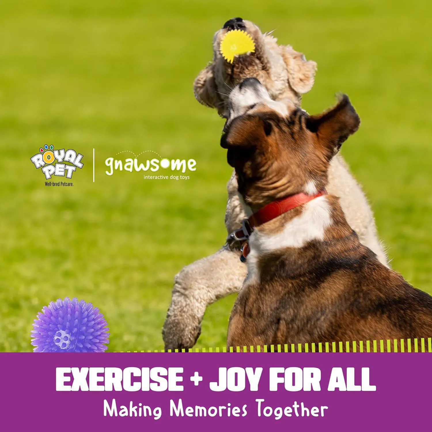 Pelota Gnawsome con Luz y Sonido para Perros con Textura Dental Activa 8