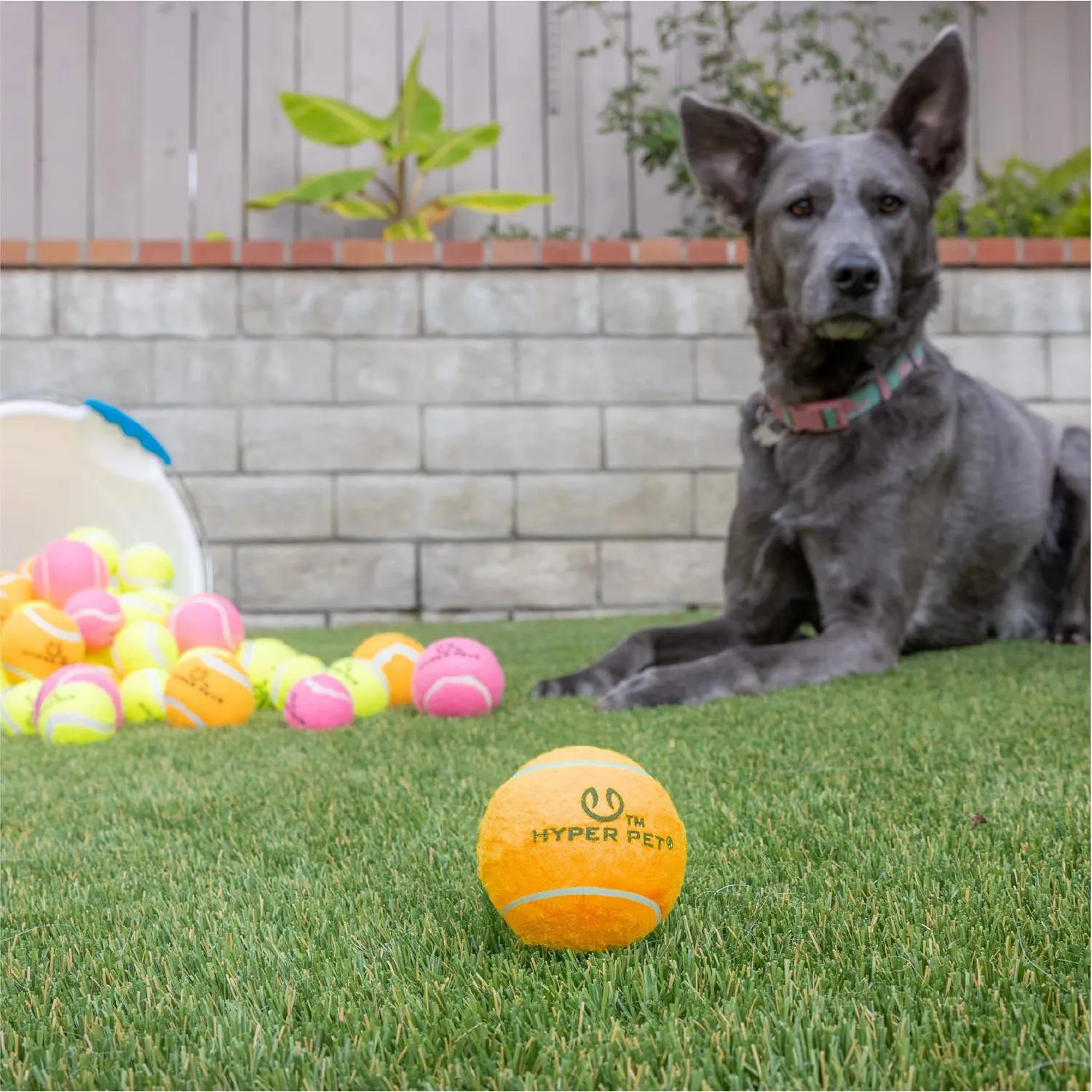 Pelotas Interactivas para Perros Hyper Pet MINI Color Naranja Paquete de 4 4