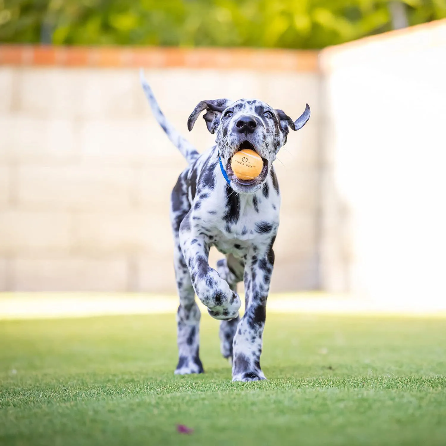 Pelotas Interactivas para Perros Hyper Pet MINI Color Naranja Paquete de 4 8