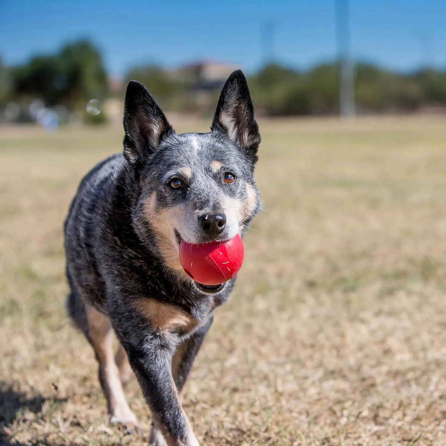 Pelota KONG Resistente Para Perros Con Juego Interactivo 5