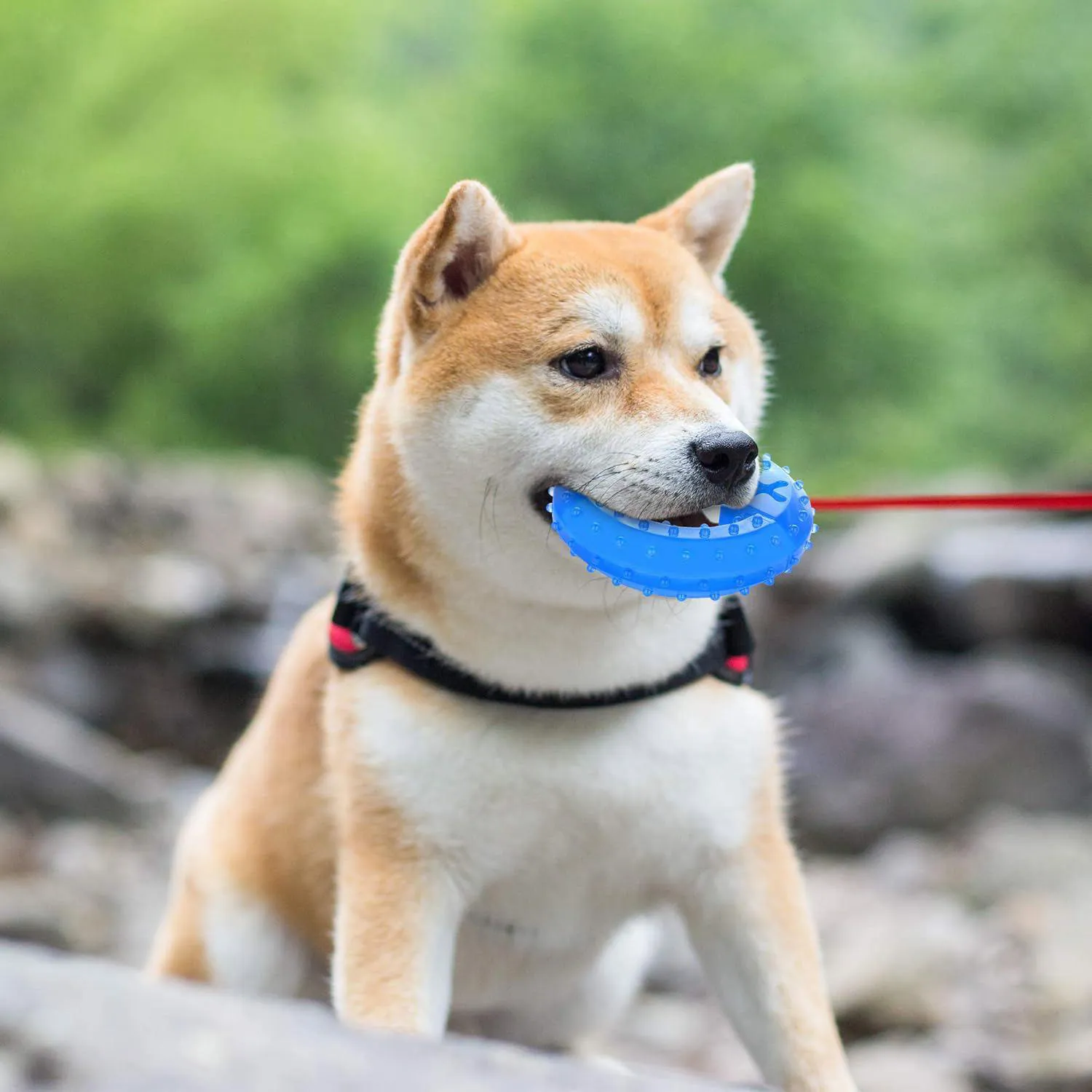 Juguete Refrescante Para Perros Con Diseño Congelable Y Anillo Masticable