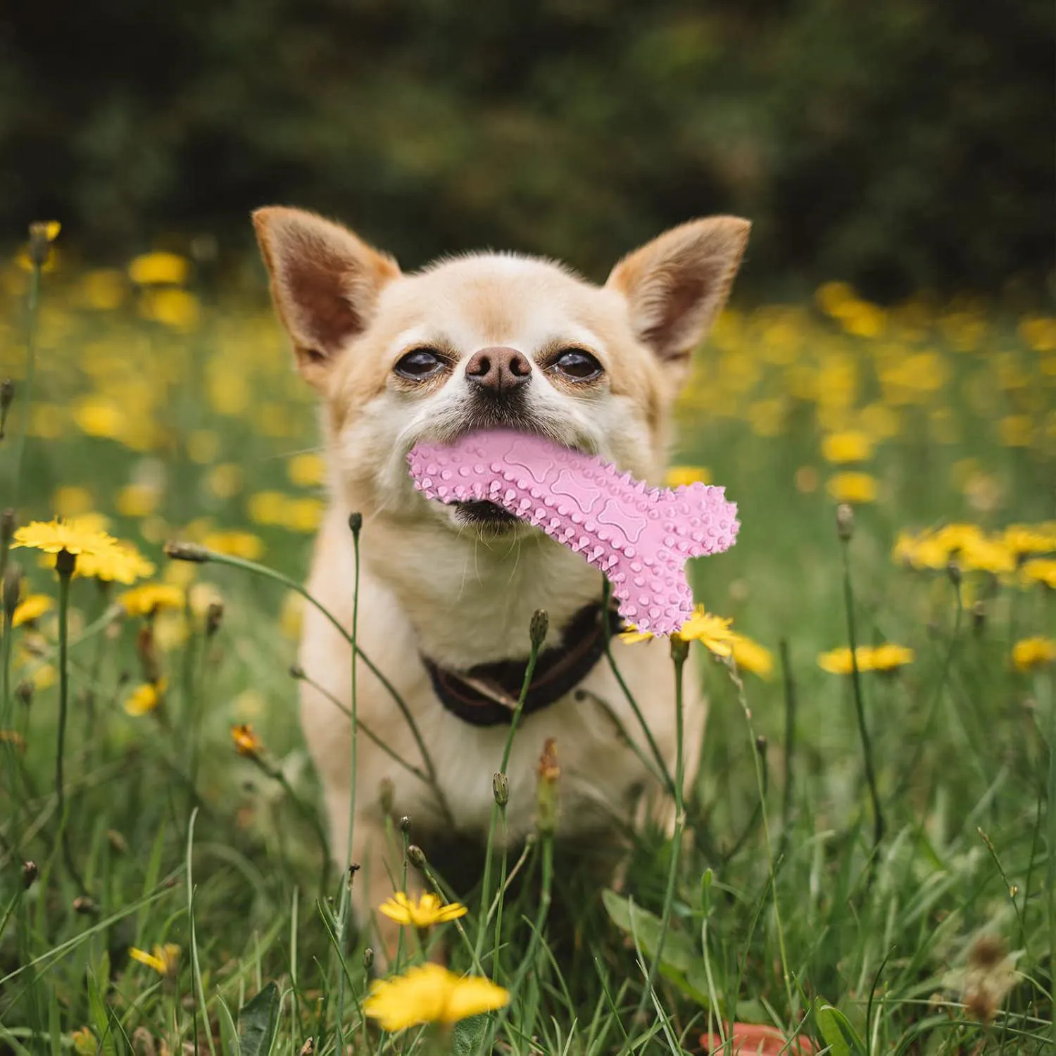 Set de Juguetes para Cachorros Paquete de 6 Masticables para Dentición y Limpieza Dental 9