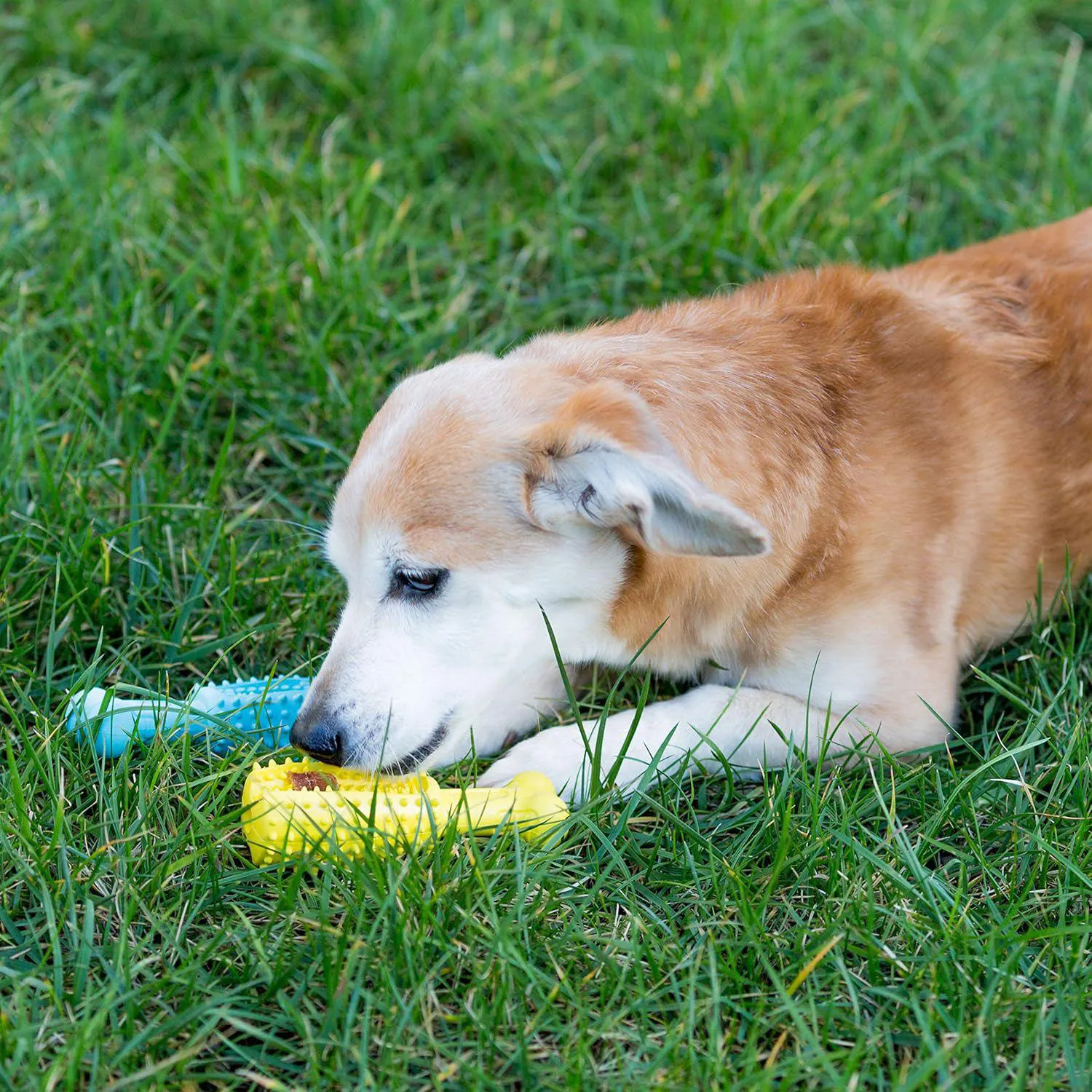 Juguetes Interactivos Para Perros Con Golosinas Que Limpian Dientes 3