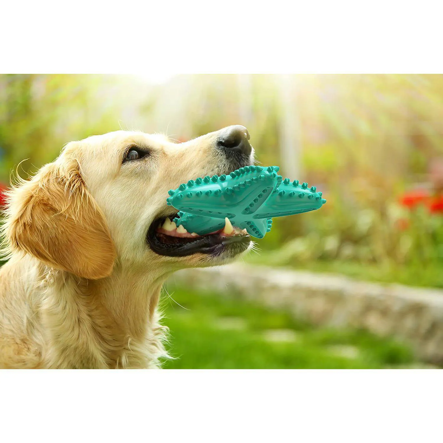Juguete Interactivo Para Perros Con Cepillo Dental Y Sonido Atractivo 4