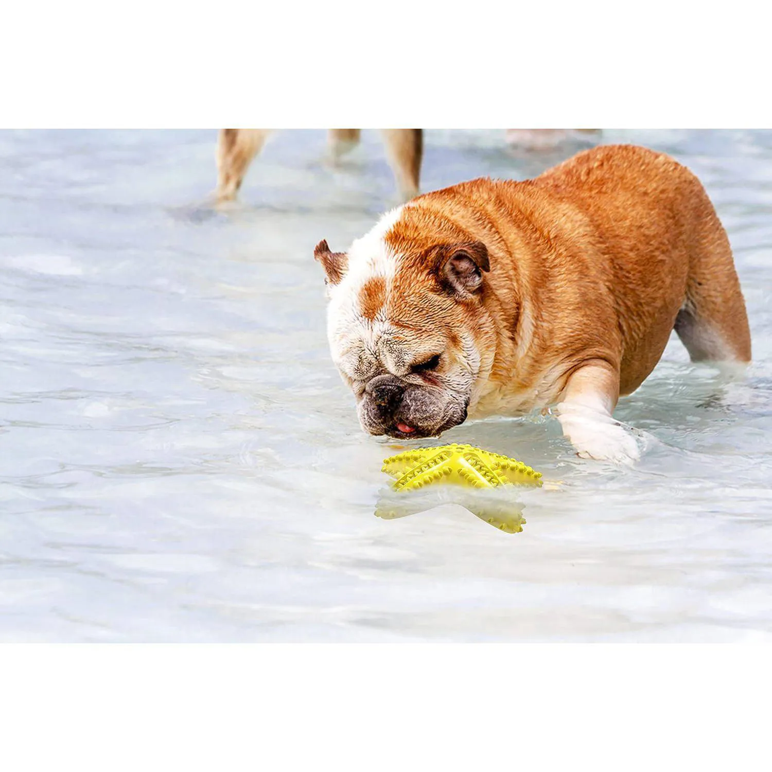 Juguete Interactivo Para Perros Con Cepillo Dental Y Sonido Atractivo 5