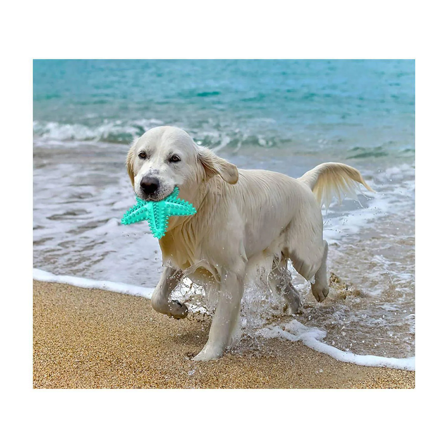 Juguete Interactivo Para Perros Con Cepillo Dental Y Sonido Atractivo 6