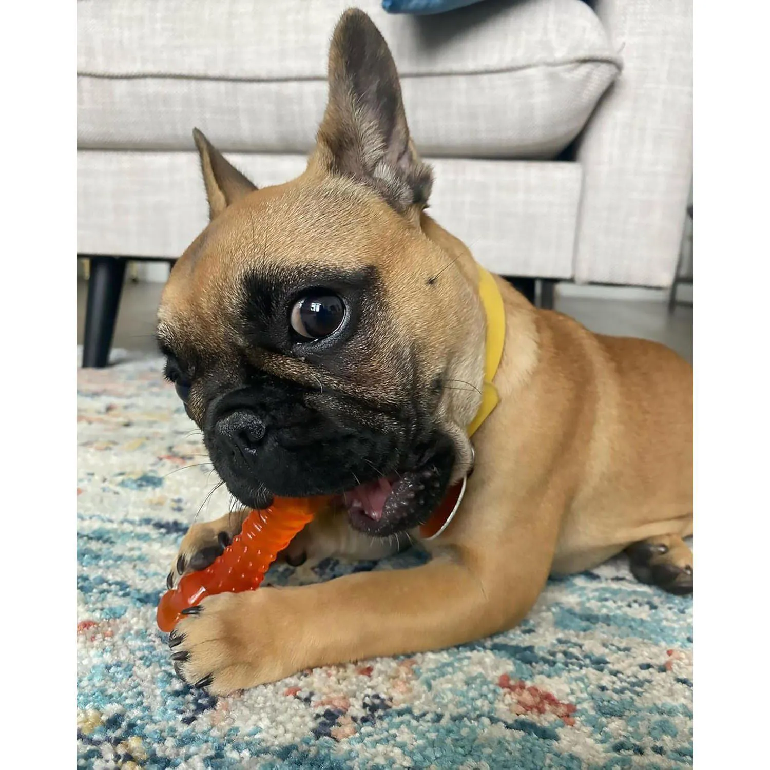 Juguete Masticable Para Cachorros Con Sabor Cordero Y Manzana De Nylabone 6