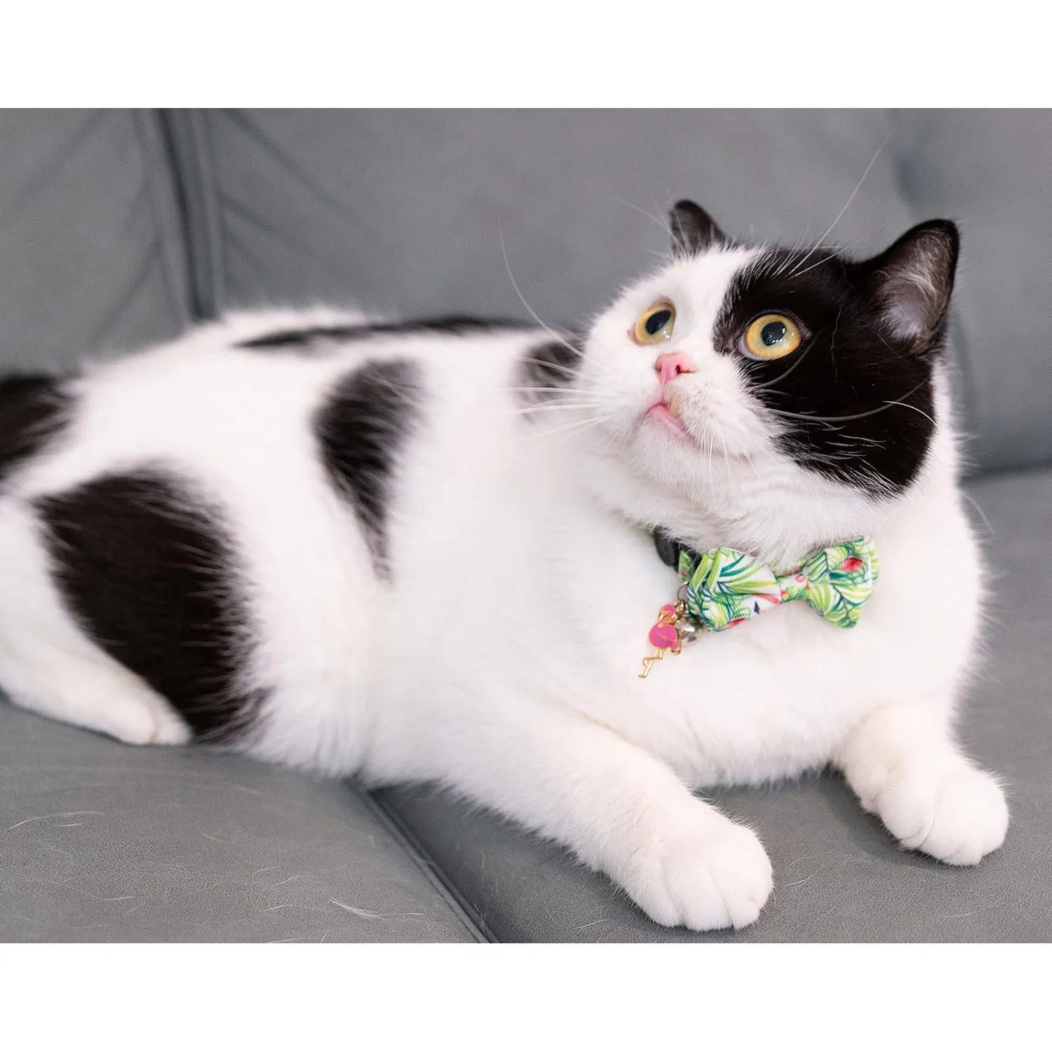 Collar Gato Gyapet con Pajarita y Flamenco Rosa Ajustable de Verano 4