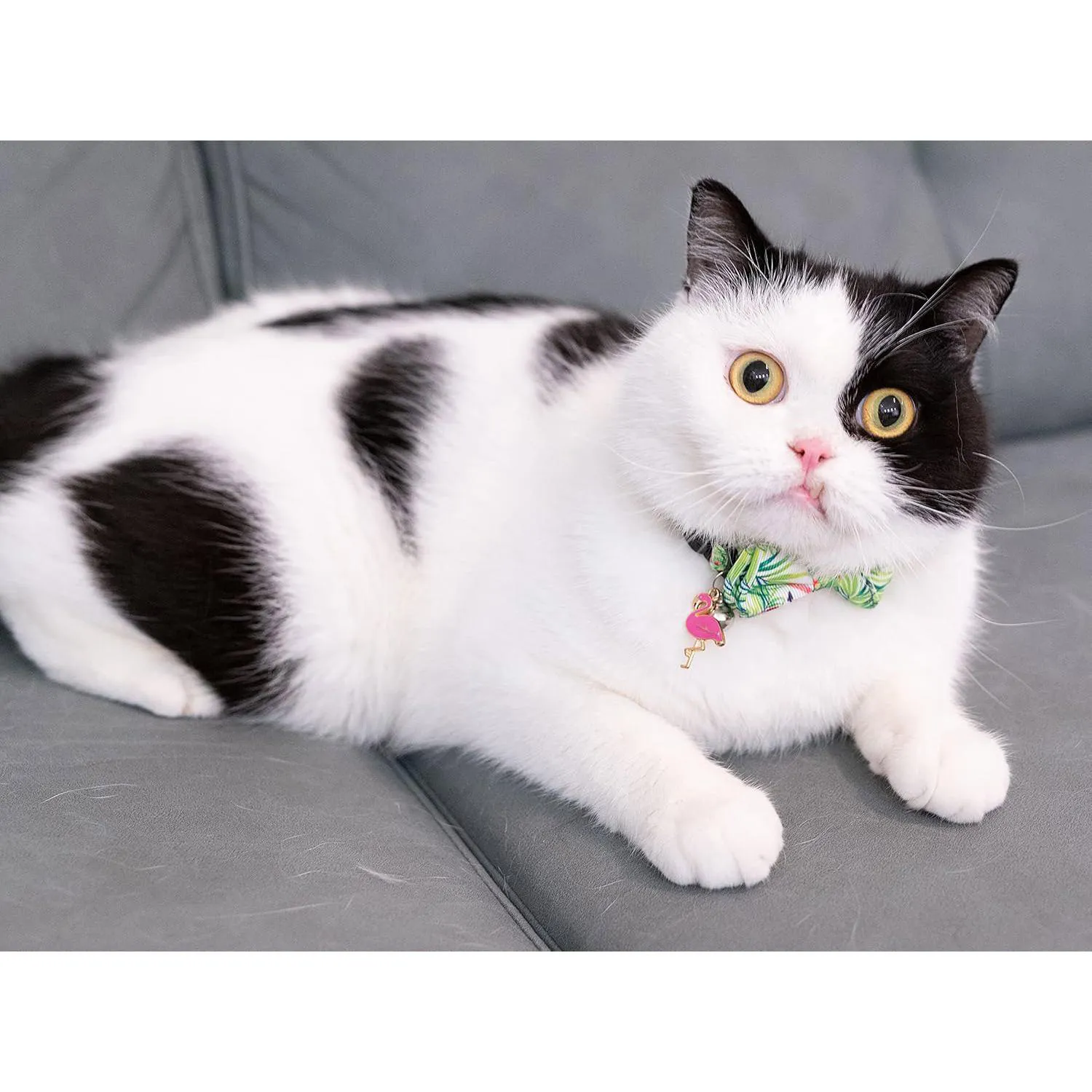Collar Gato Gyapet con Pajarita y Flamenco Rosa Ajustable de Verano 5