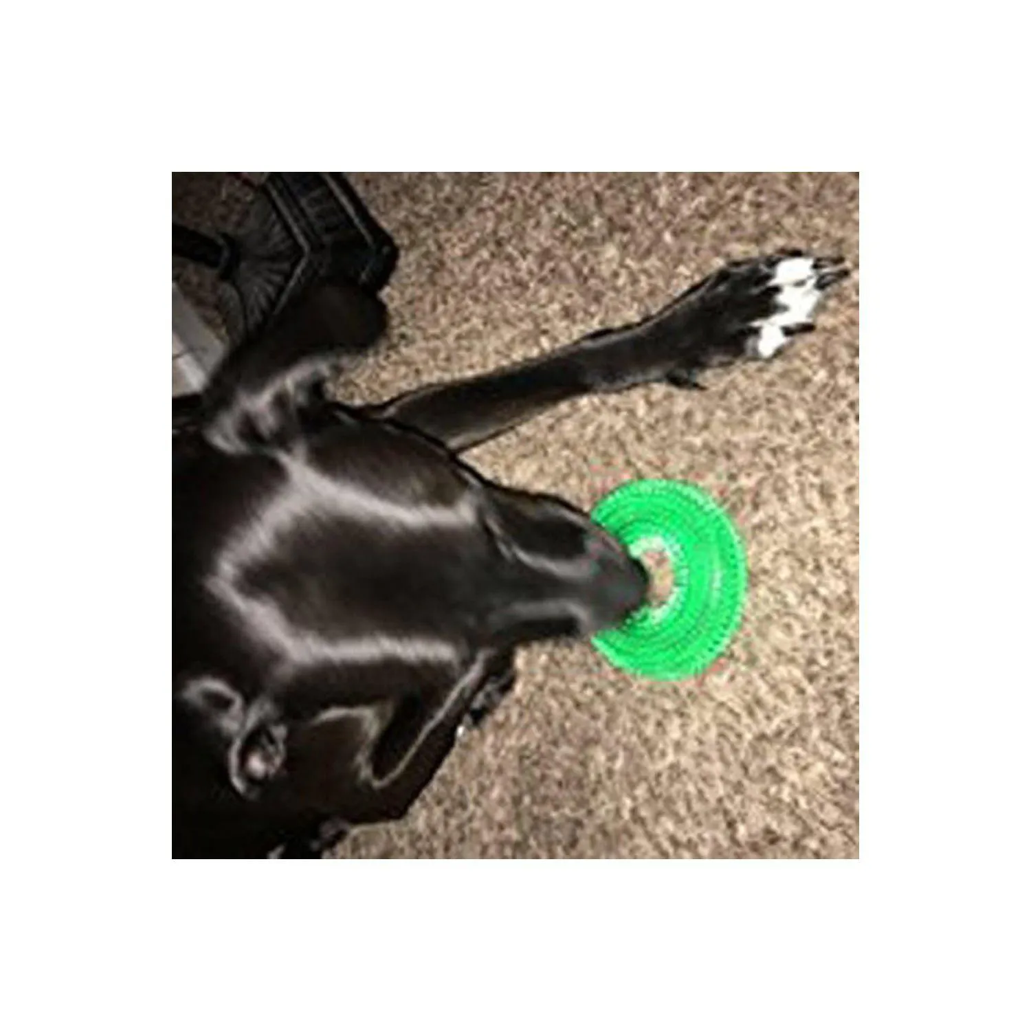 Juguete para Perros con Diseño de Donut Flotante y Sonido Interactivo Color Verde 9