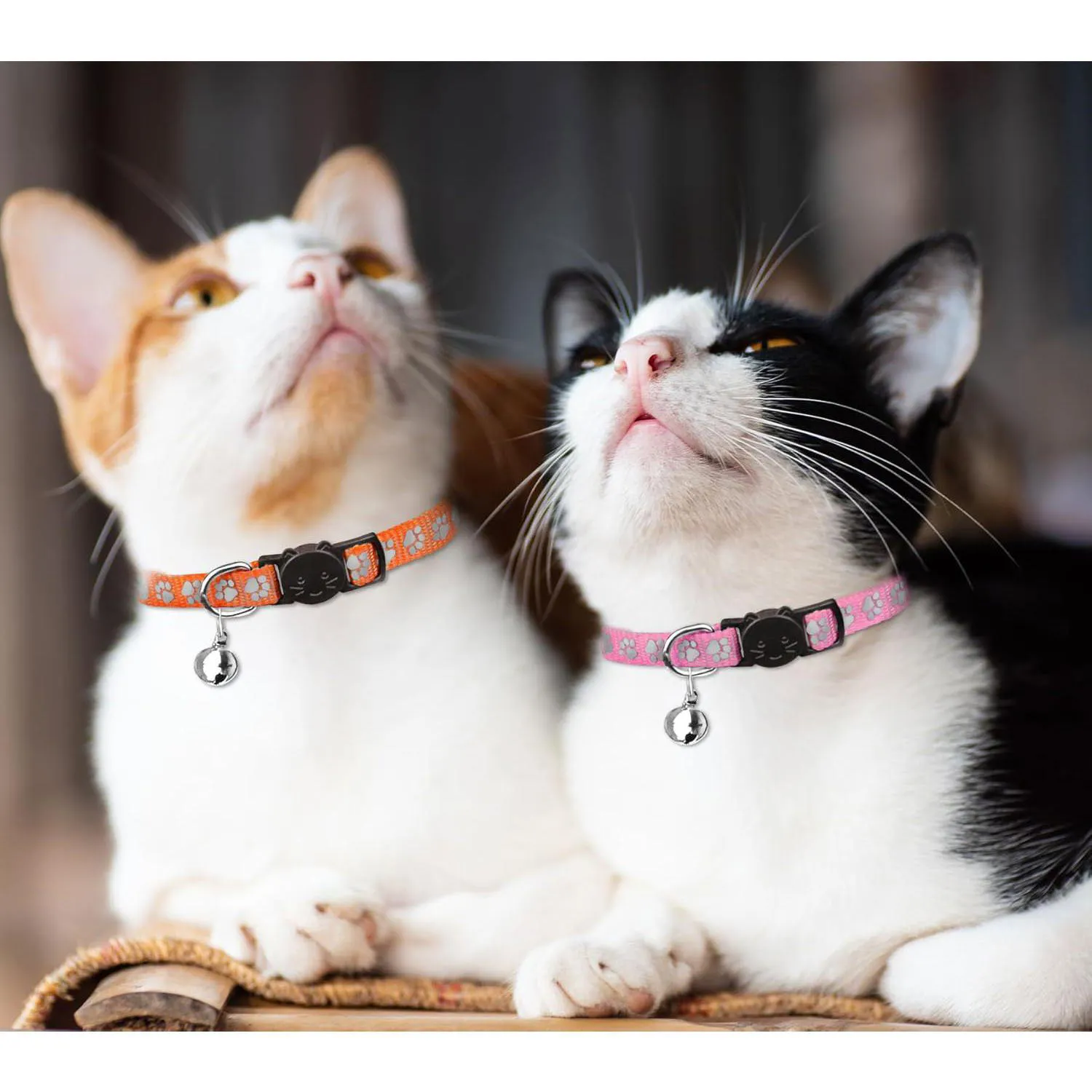 Collares QDYU Para Gatitos Pack x16 Reflectantes con Campana Seguros 7