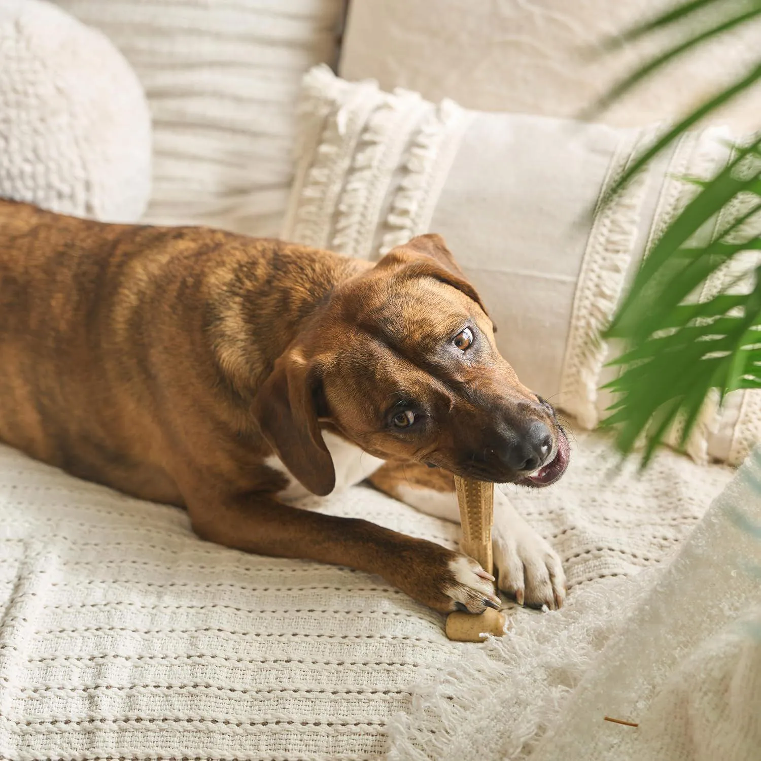 Juguete Para Perros Bam Bones Plus Que Resiste Mordidas Y Cuida Sus Dientes 9