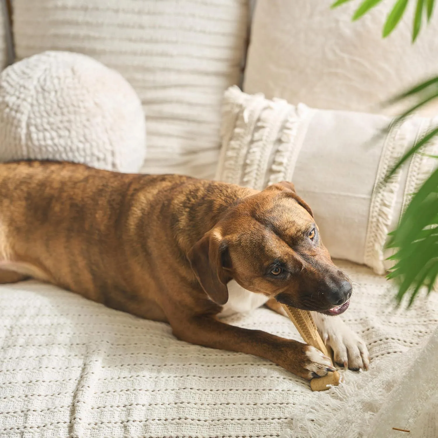 Juguete Para Perros Bam Bones Plus Que Resiste Mordidas Y Cuida Sus Dientes 10