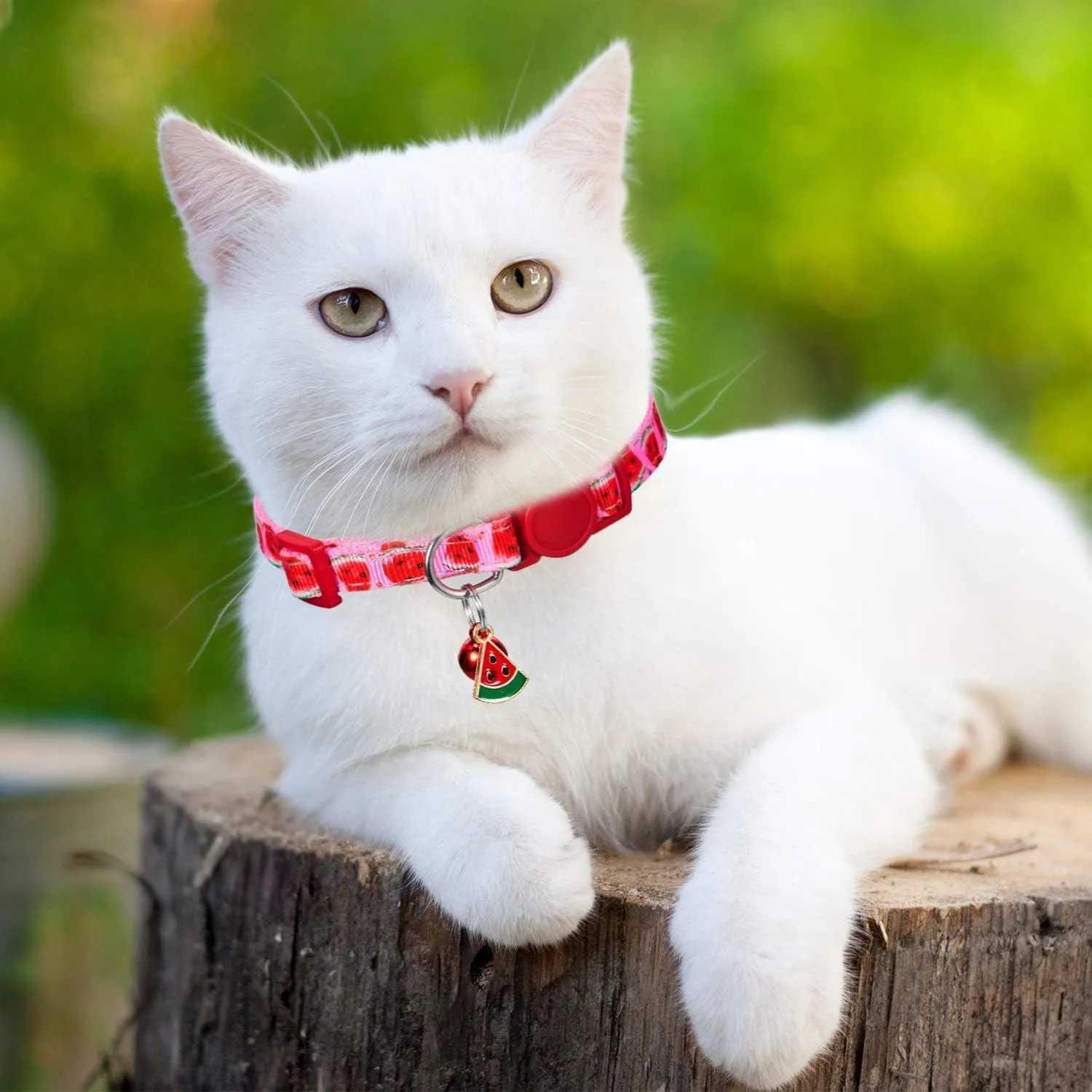 Collar Gato Weewooday Frutas Veraniegas Ajustable con Campana Removible 7