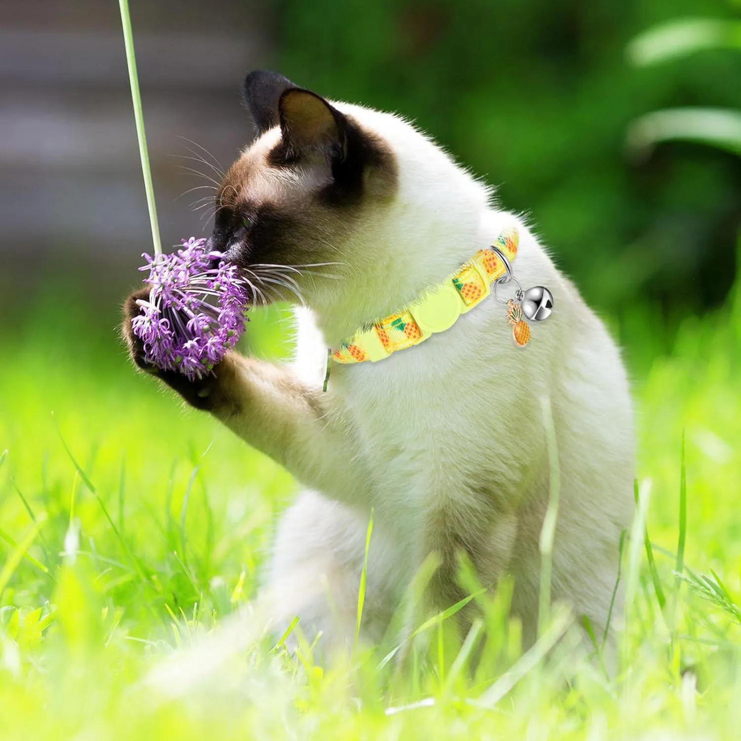 Collar Gato Frienda Frutas de Verano Ajustable con Campana Set por 12 Unidades 4