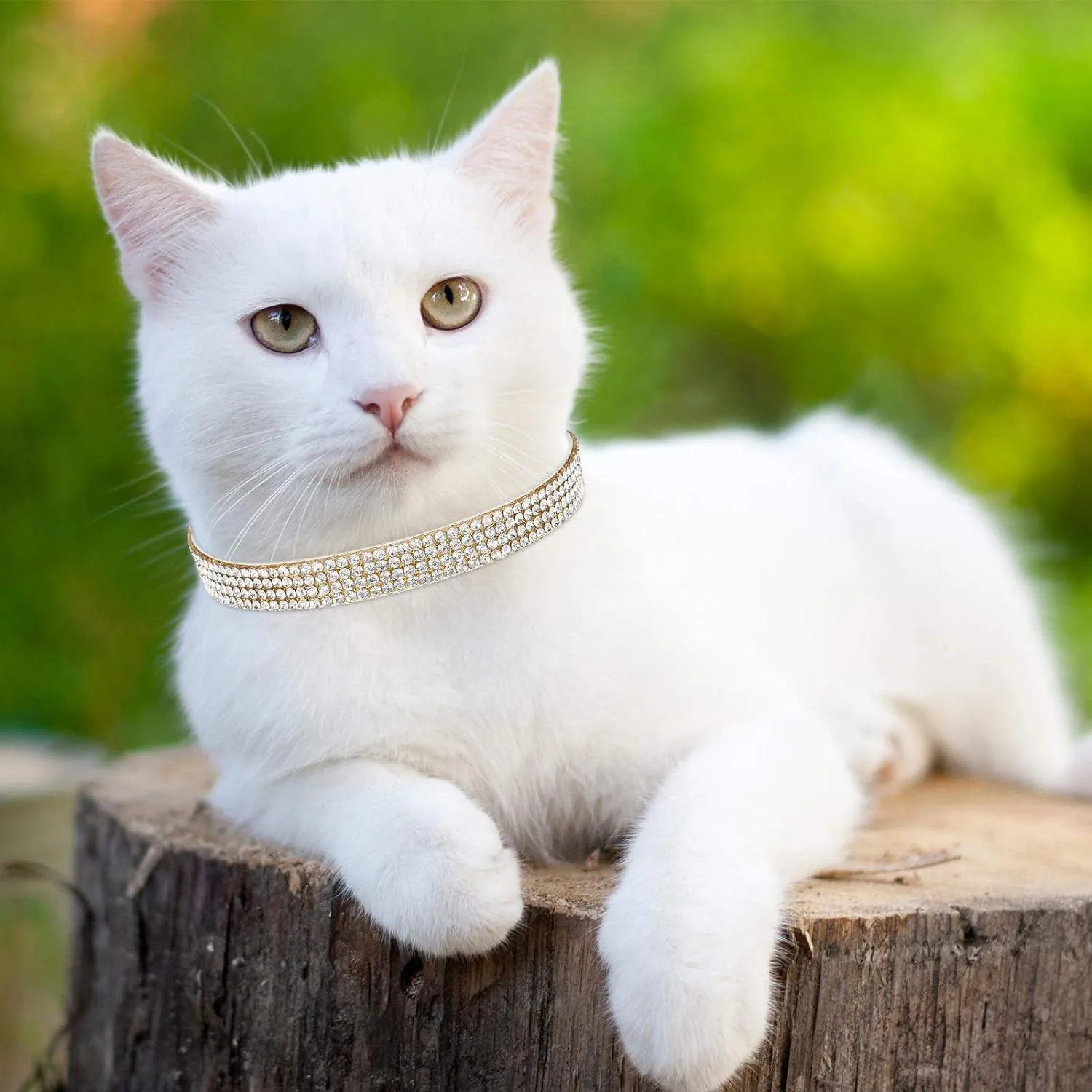 Collares Weewooday XS De Terciopelo Con Diamantes De Imitación Para Gato x4 6