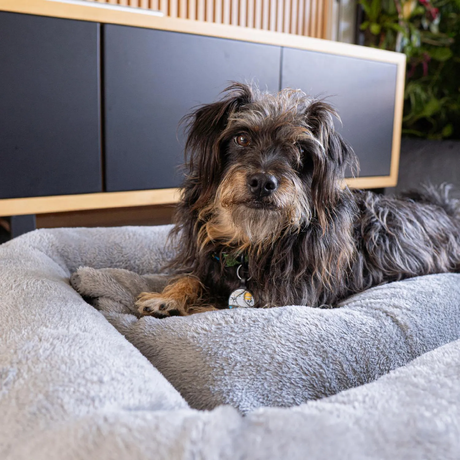 Cama para Perros Cozy Soft Mediana 60x80x15 5