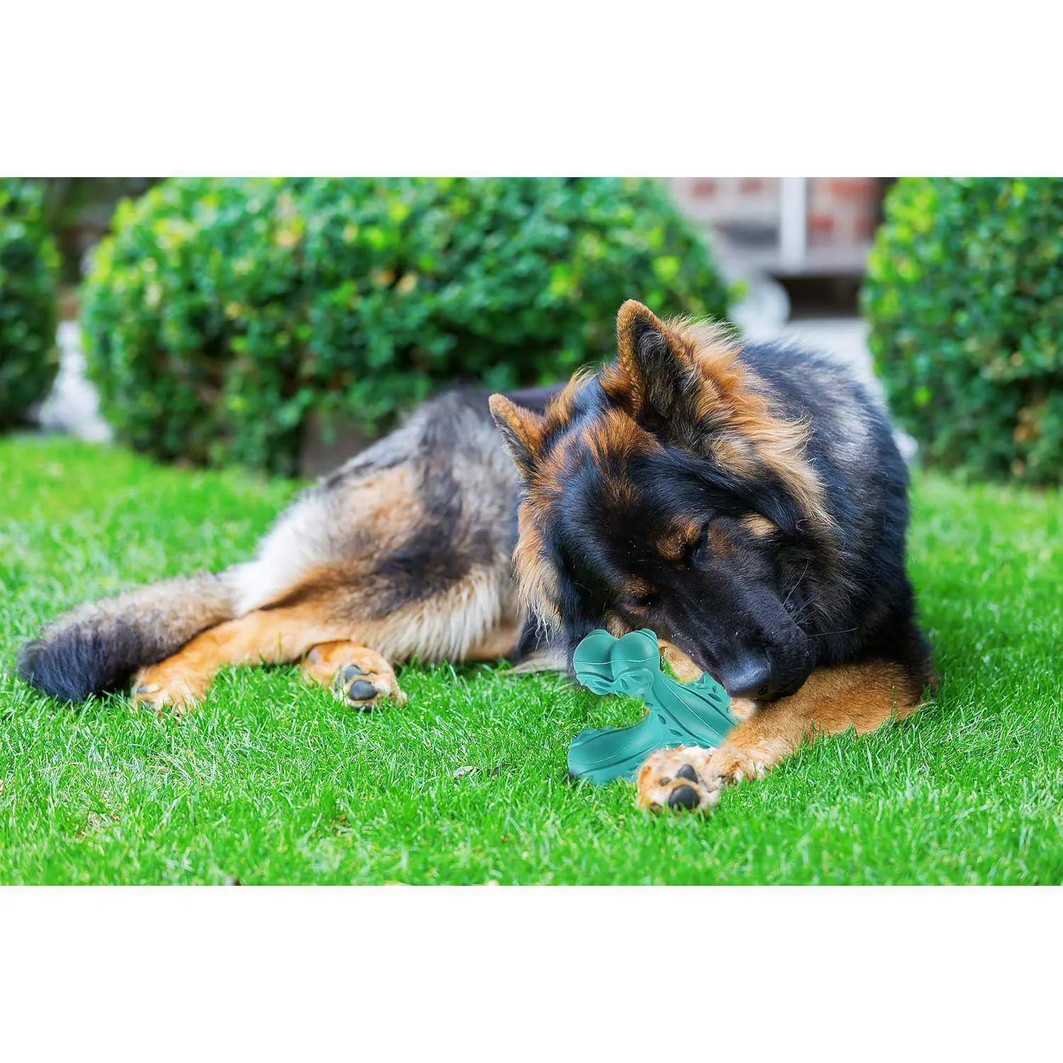 Juguete De Hueso Para Perros Grandes Con Limpieza Dental Y Alta Resistencia 7