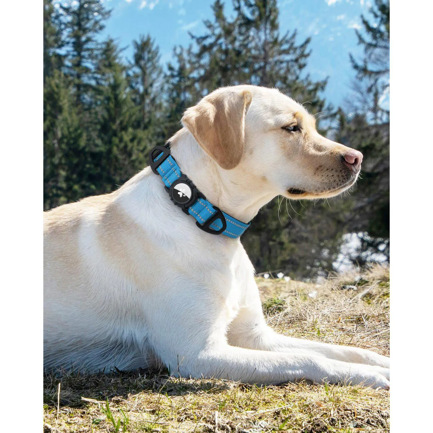 Collar Azul Cielo Para Perro Pequeño Reflectante Impermeable Con Soporte Para Apple Airtag Joytale 8