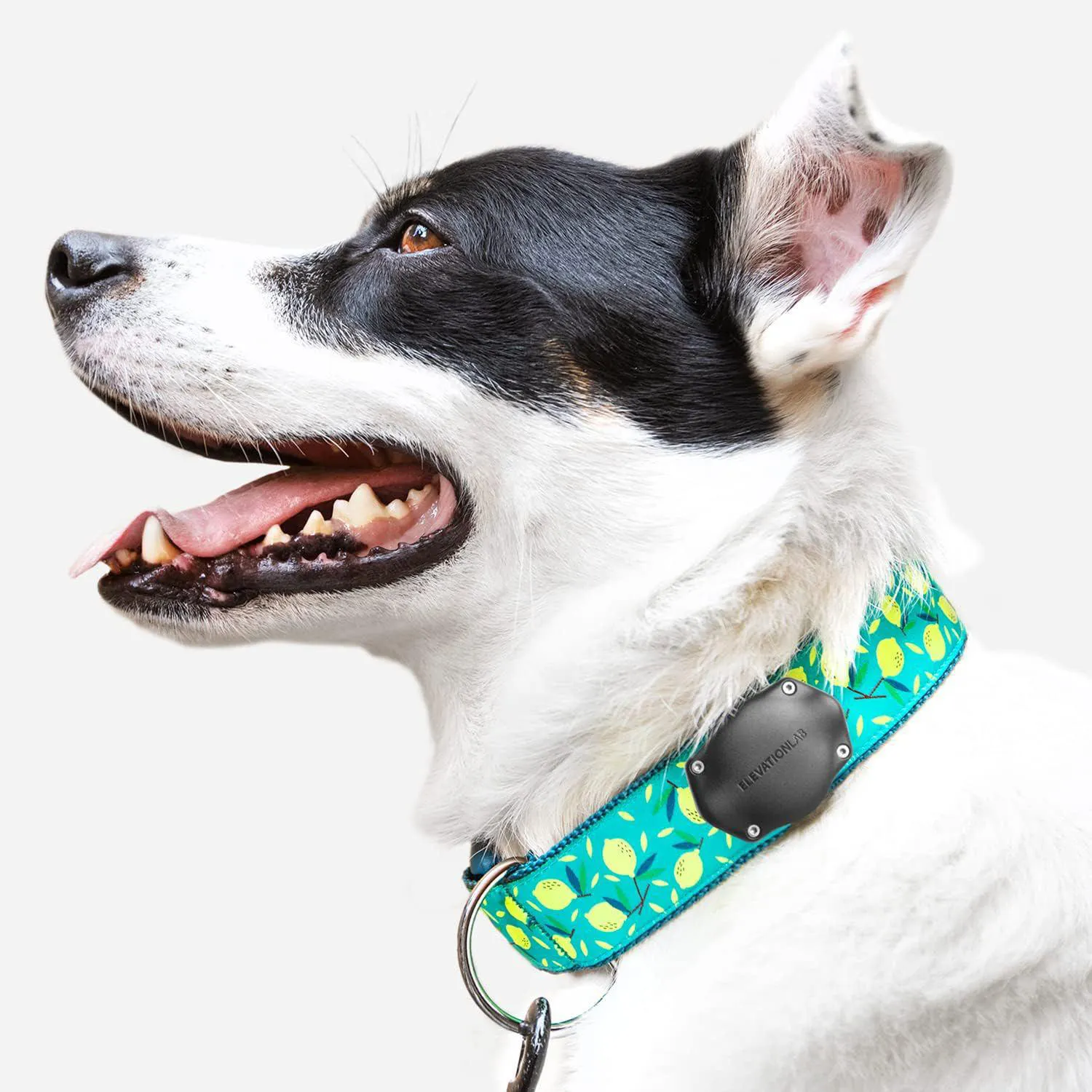 Soporte Airtag Para Collar De Perro Impermeable Ajustable Y Resistente 7