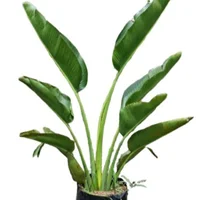 Planta Natural Palma Del Viajero B35