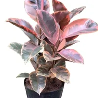 Planta Natural Caucho Variegado M14