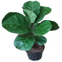 Planta Natural Ficus Pandurata M14