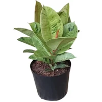 Planta Natural Ficus Brillo de Luna M20